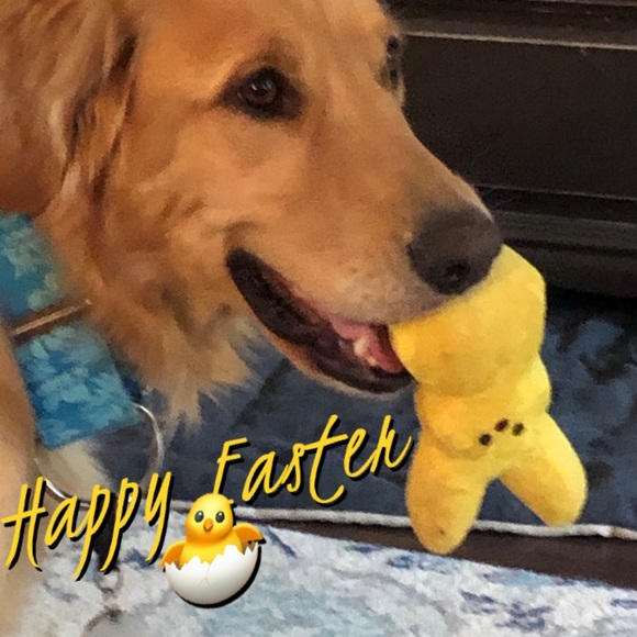 Smoke free/Pet friendly💛 - Picture 2 of 16